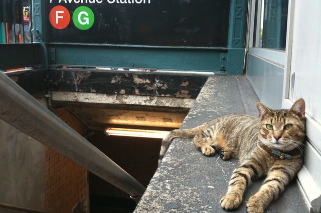 This is a photo of a tabby cat lying at the entrance to the Seventh Avenue subway station.